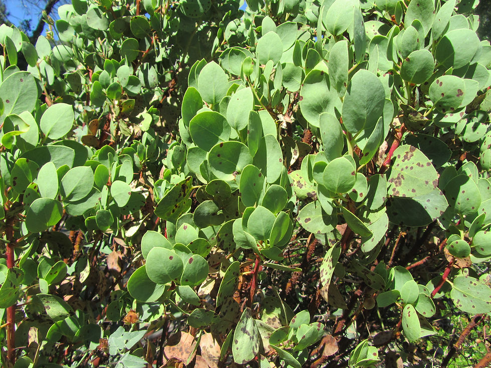 Arctostaphylos glauca