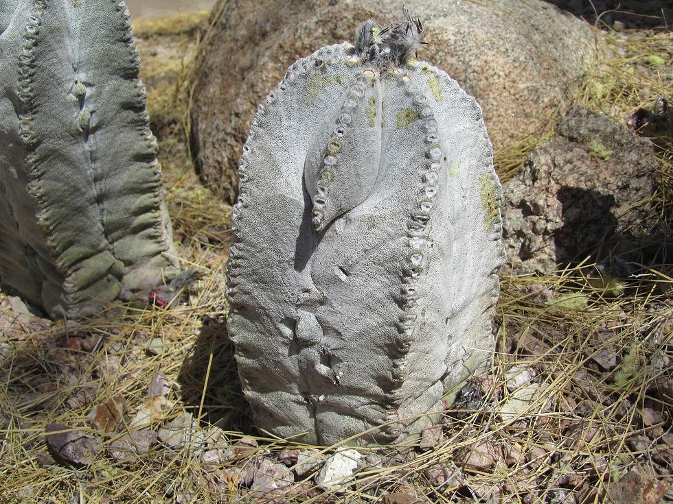 Astrophytum myriostigma