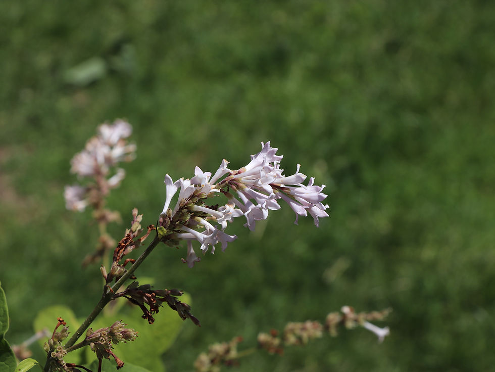 Syringa villosa ssp. wolfii