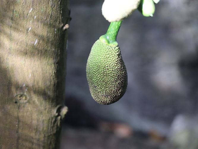 IMG_2203 (Populus tremuloides).jpg