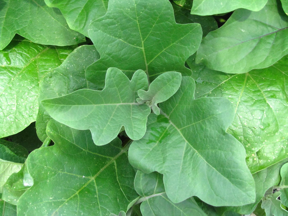 Solanum melongena