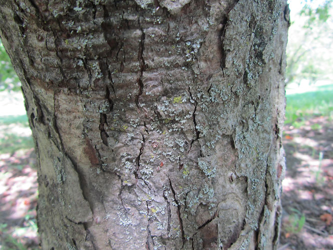 IMG_2203 (Populus tremuloides).jpg