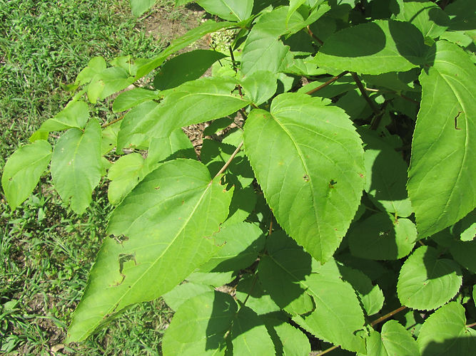 IMG_2203 (Populus tremuloides).jpg
