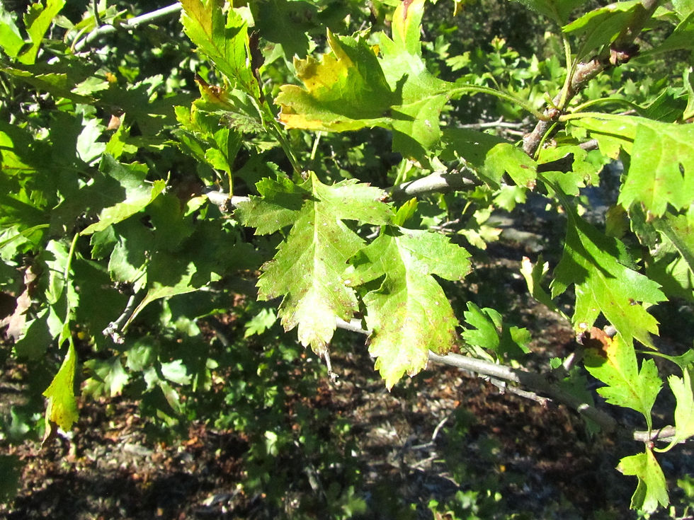 Crataegus songarica