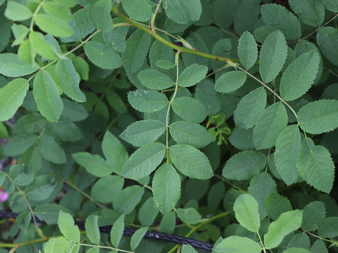 IMG_2203 (Populus tremuloides).jpg