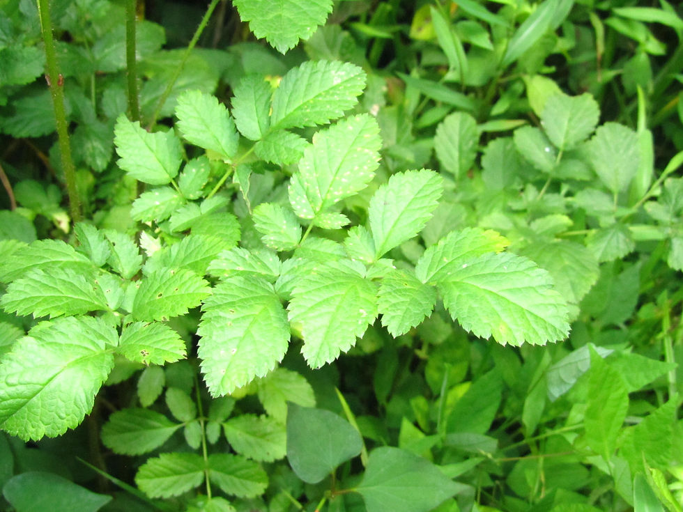 Astilbe microphylla
