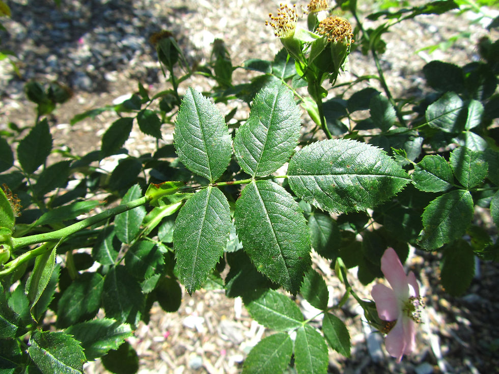 Rosa macrophylla 'Rubricaulis'