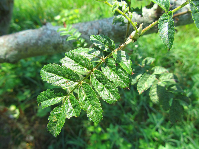 IMG_2203 (Populus tremuloides).jpg