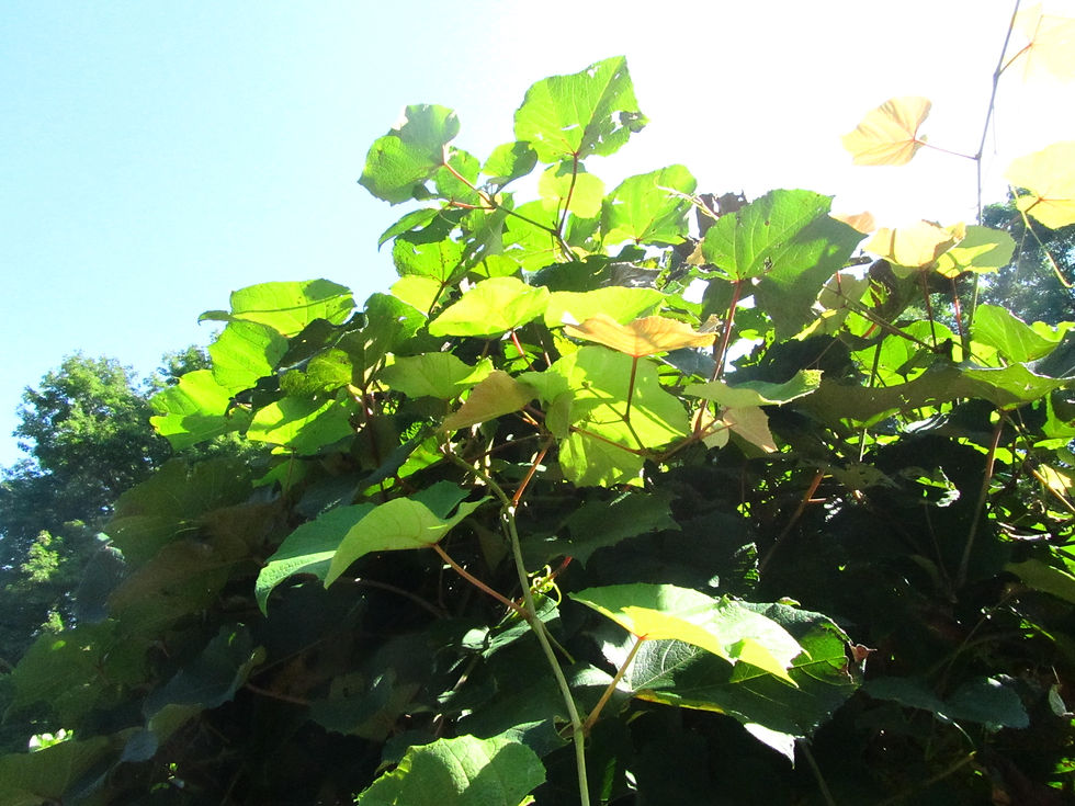 Vitis coignetiae
