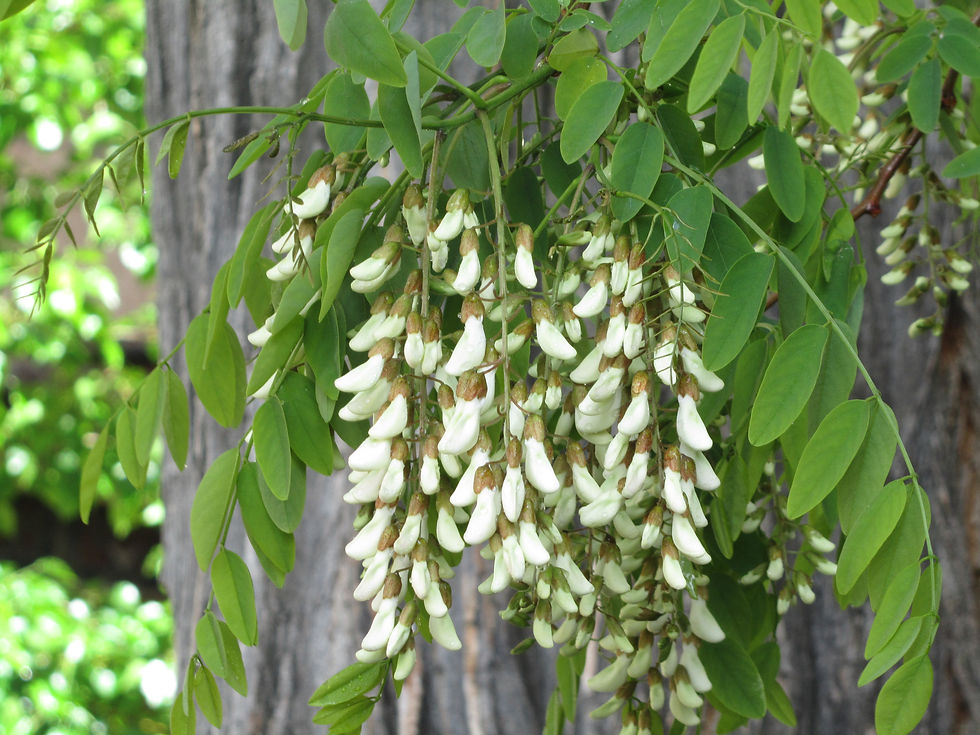 Robinia pseudoacacia