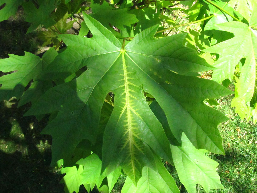 Acer macrophyllum