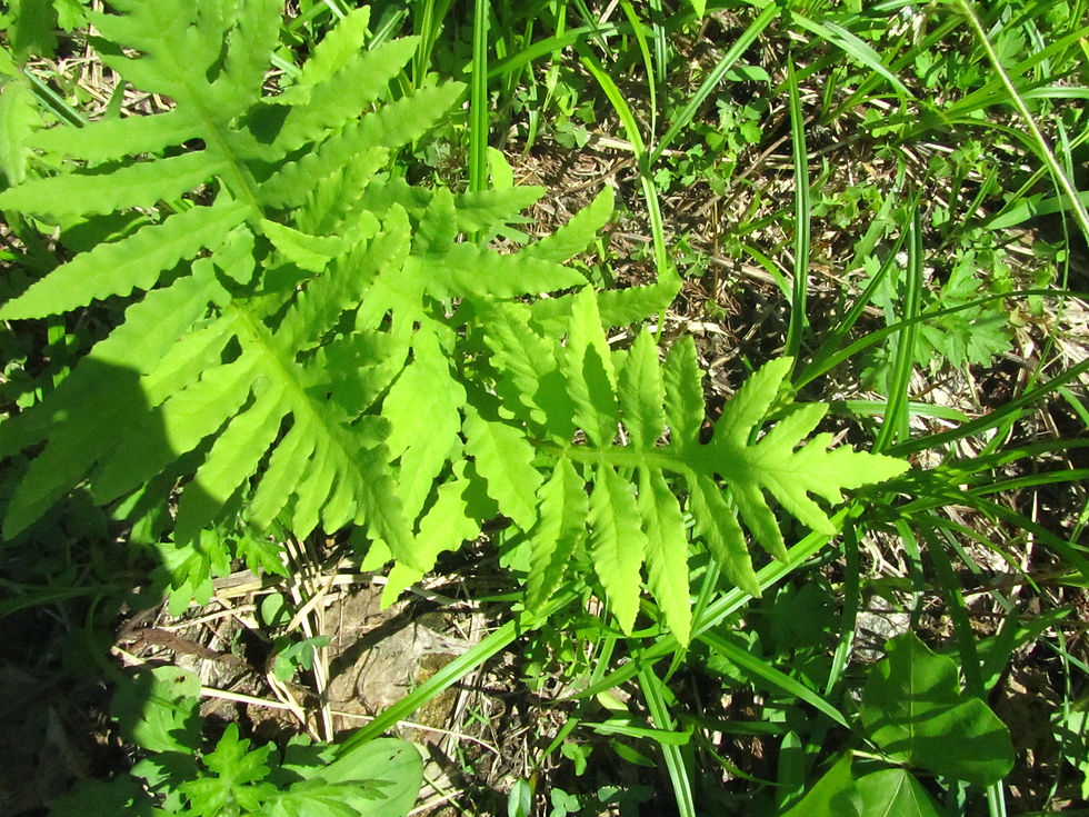 Onoclea interrupta