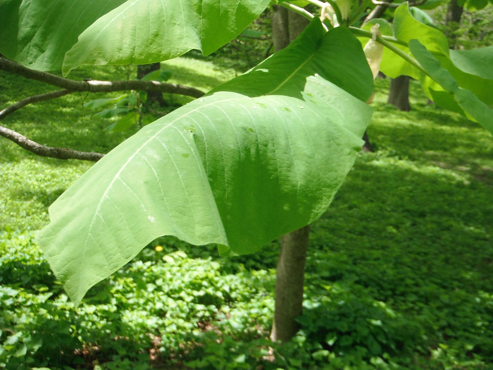 Magnolia macrophylla ssp. macrophylla