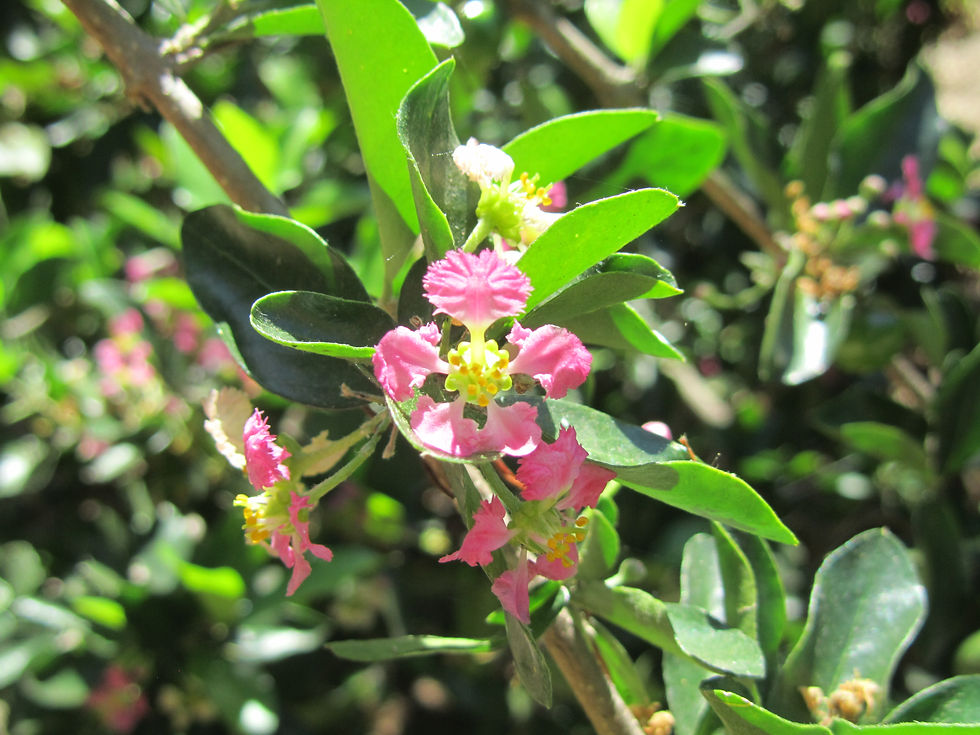 Malpighia glabra 'Manoa Sweet'
