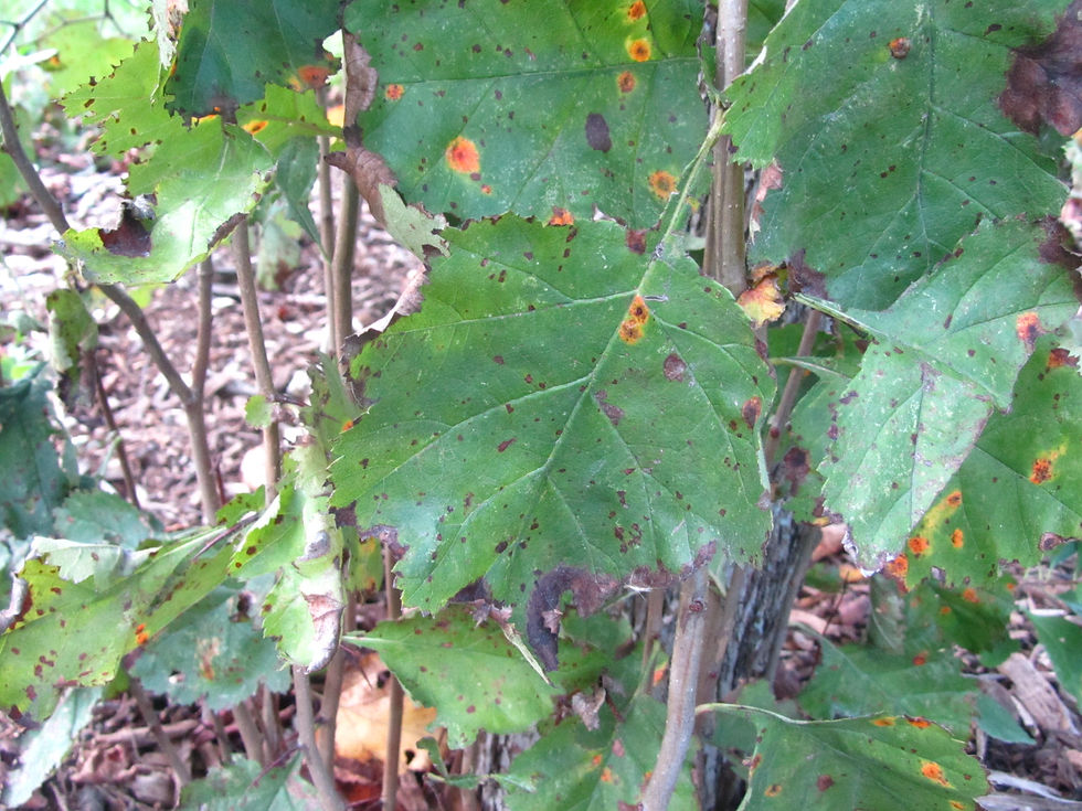Crataegus submollis