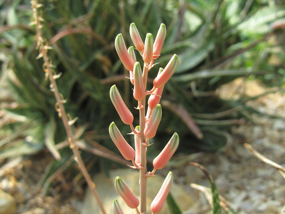 Aloe harlana