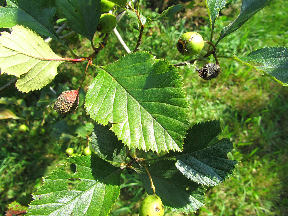 Crataegus harbisonii