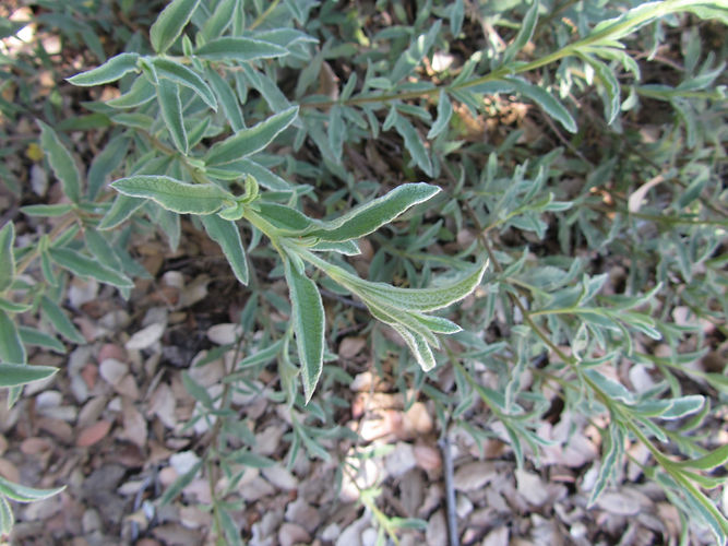IMG_2203 (Populus tremuloides).jpg