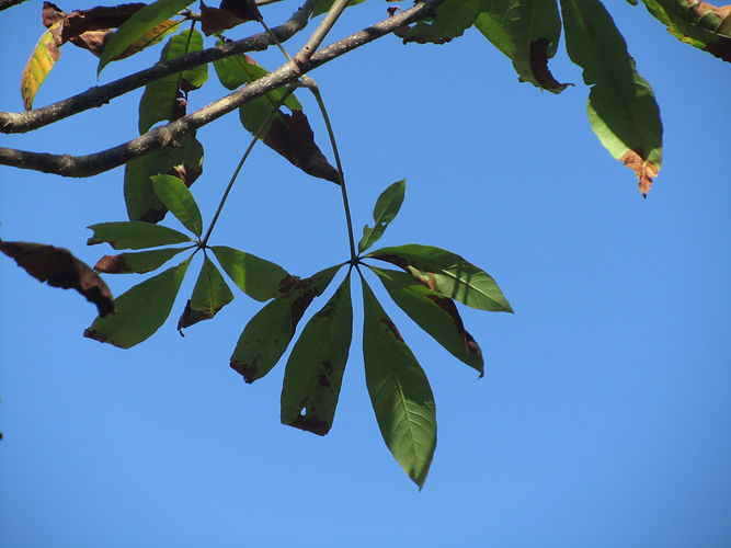 IMG_2203 (Populus tremuloides).jpg