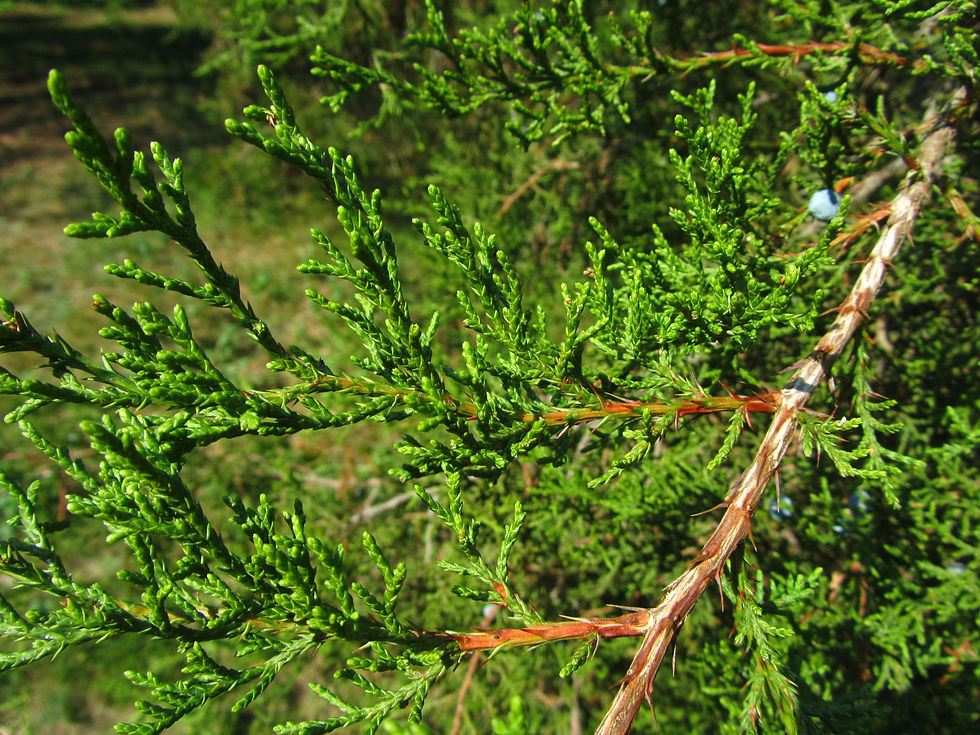 Juniperus ashei