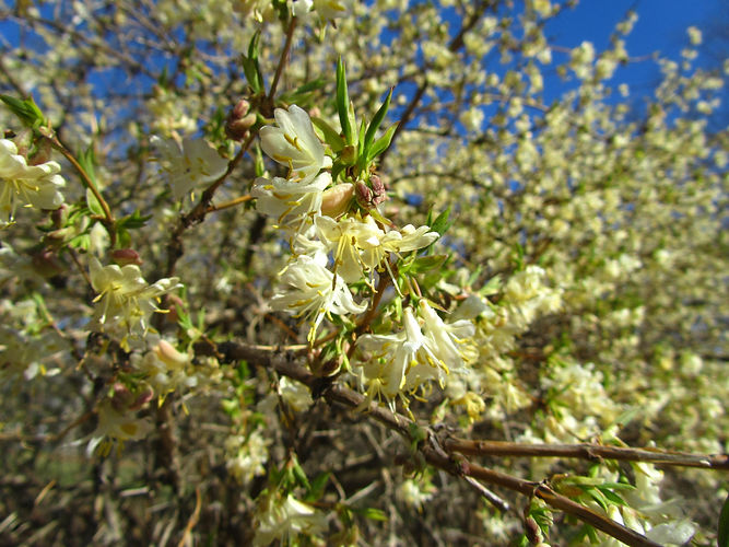 IMG_2203 (Populus tremuloides).jpg