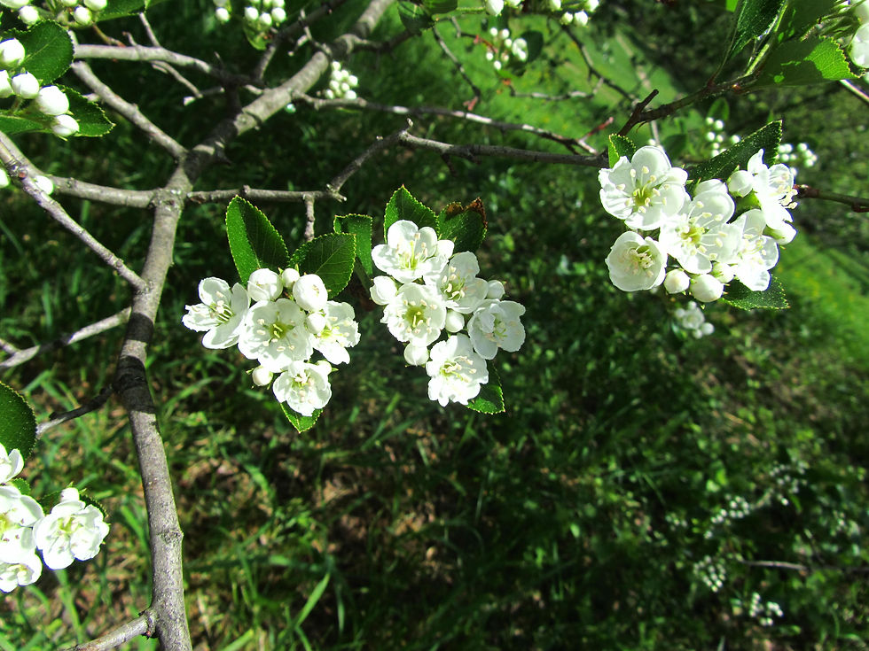 Crataegus berberifolia var. engelmannii