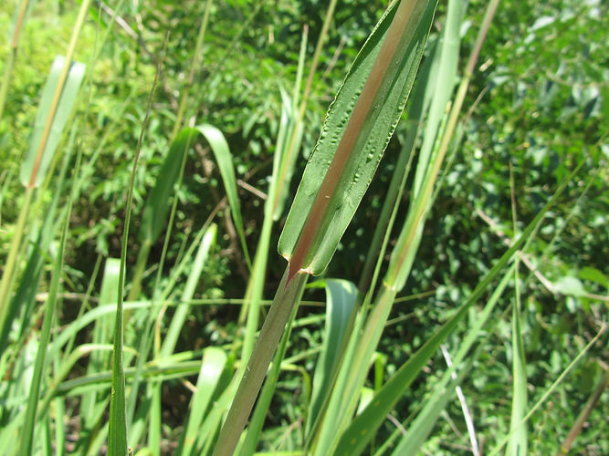 IMG_2203 (Populus tremuloides).jpg