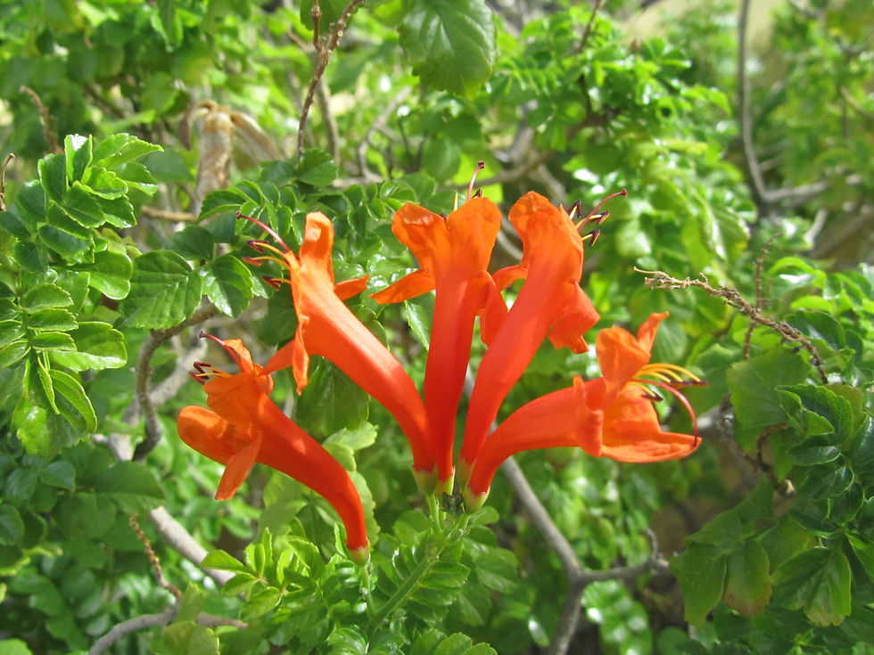 Tecomaria capensis