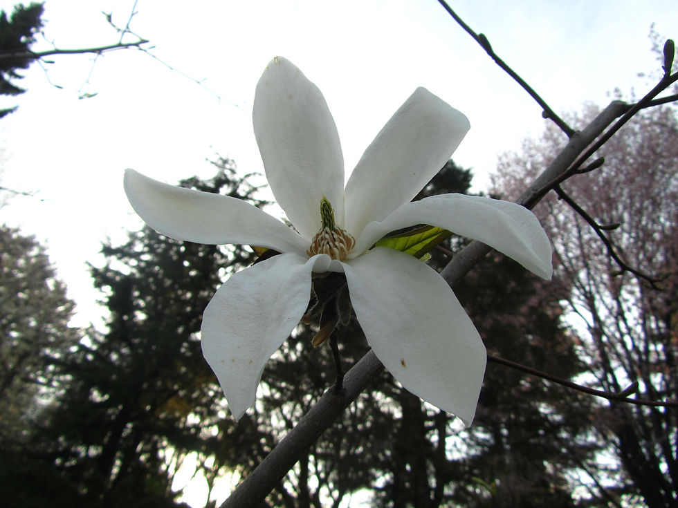Magnolia salicifolia 'Grape Expectations'