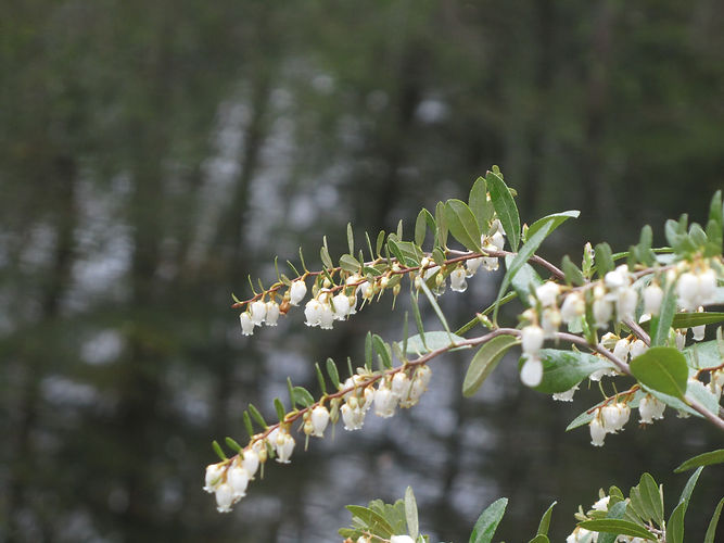 IMG_2203 (Populus tremuloides).jpg