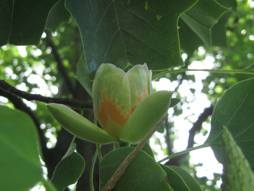Liriodendron tulipifera