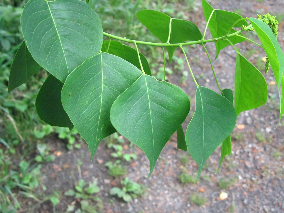 Triadica sebifera