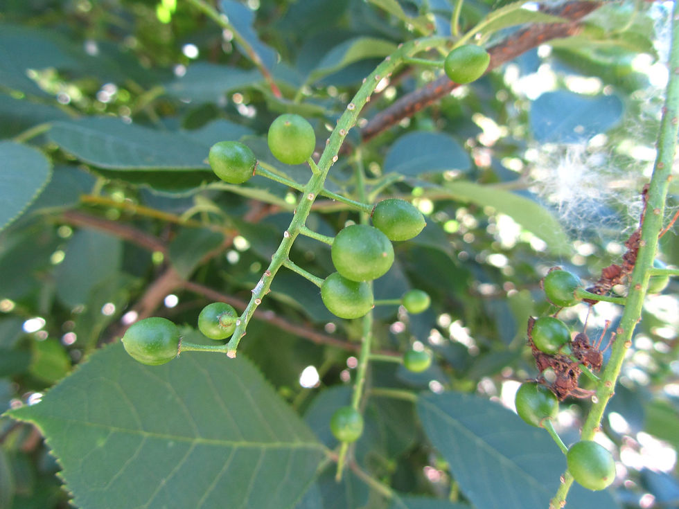 Prunus virginiana