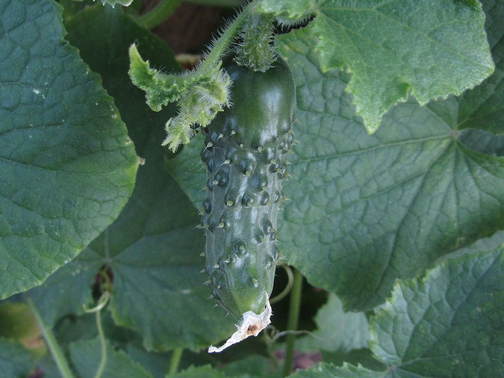 Cucumis sativus