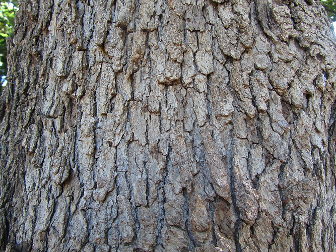 IMG_2203 (Populus tremuloides).jpg