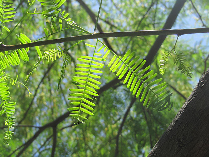 IMG_2203 (Populus tremuloides).jpg