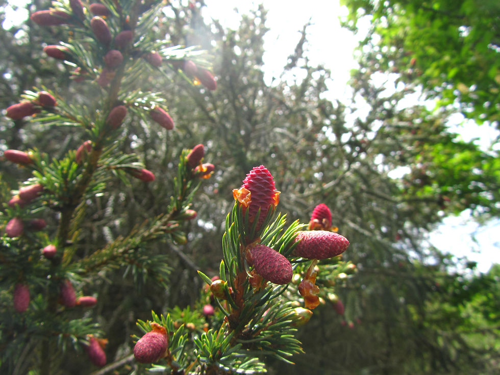 Picea brachytyla