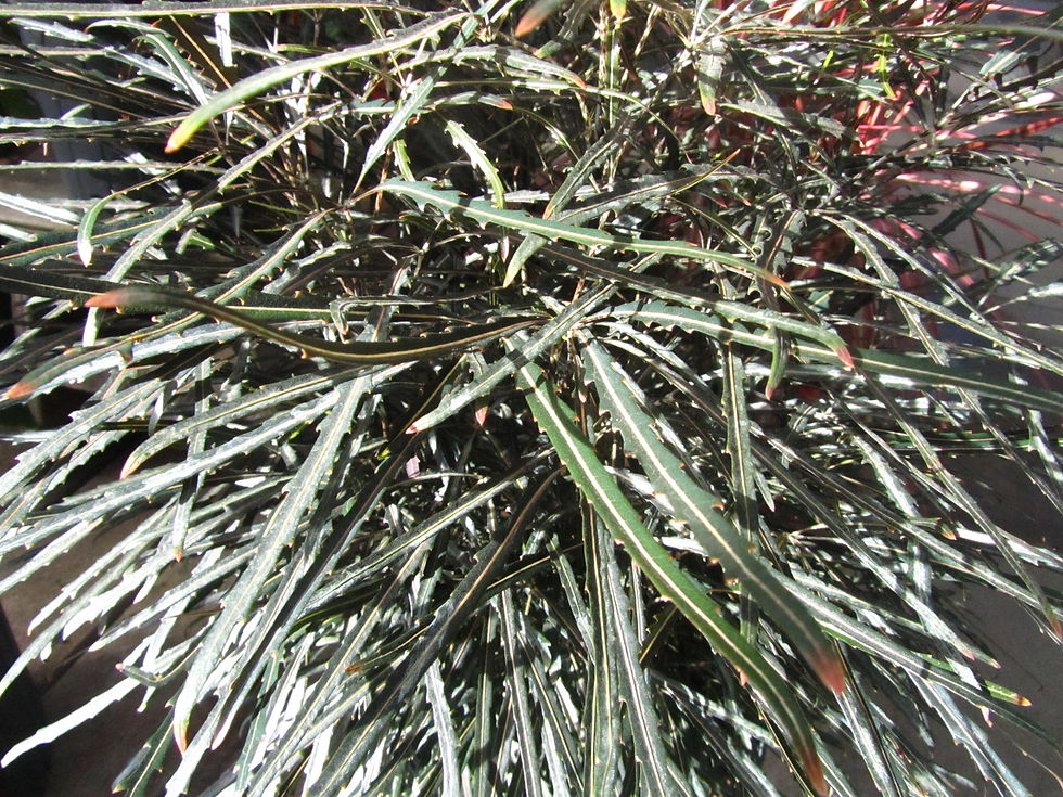 Plerandra elegantissima