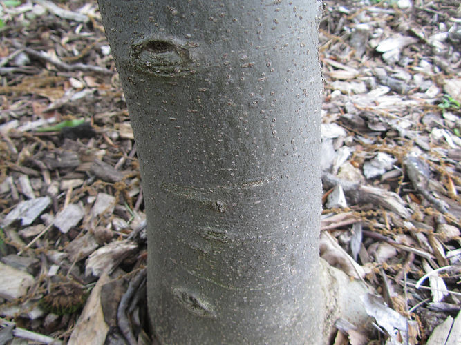 IMG_2203 (Populus tremuloides).jpg