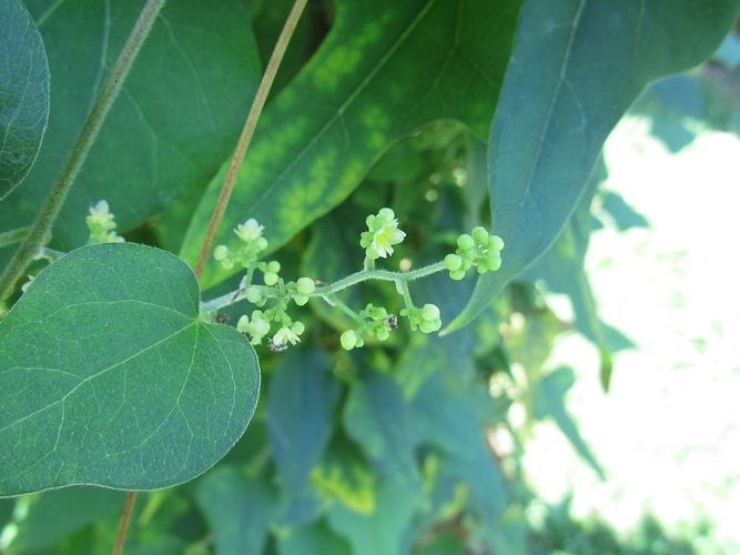 IMG_2203 (Populus tremuloides).jpg