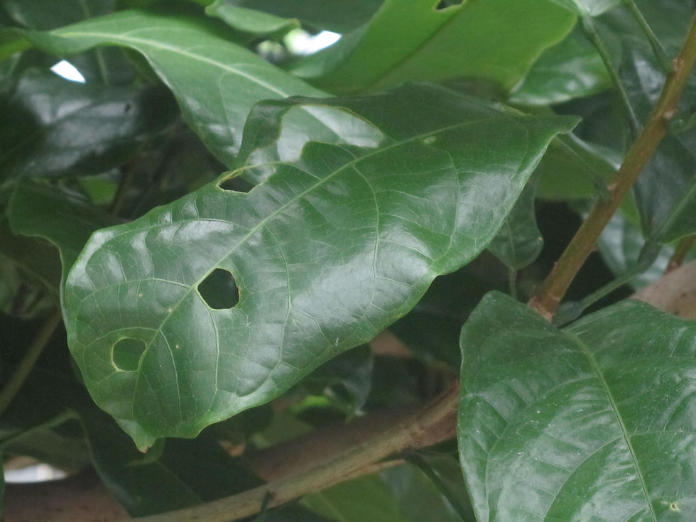 Sterculia monosperma
