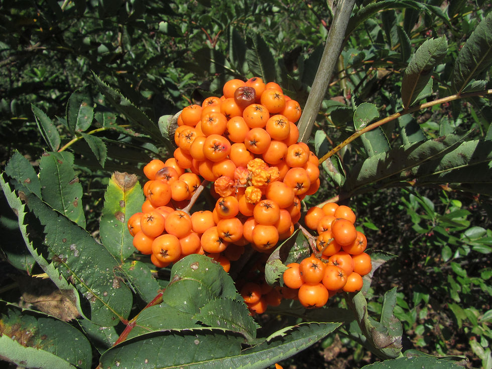 Sorbus americana