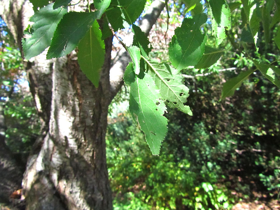 Prunus umbellata