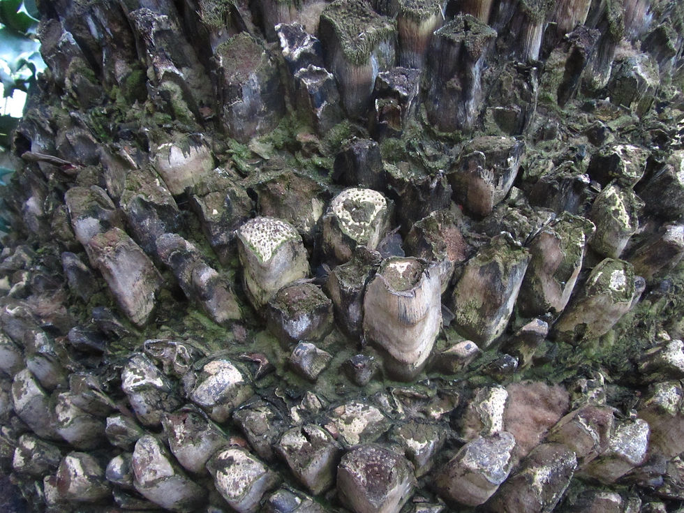 Macrozamia riedlei