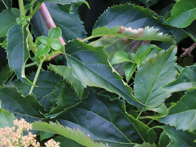 IMG_2203 (Populus tremuloides).jpg