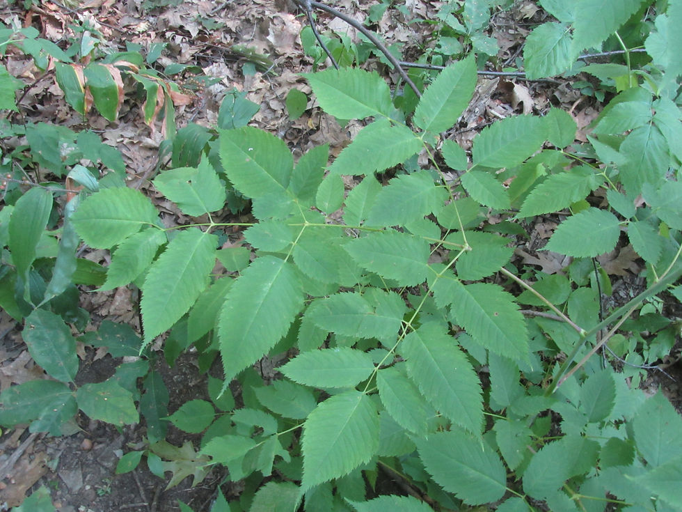 Aruncus dioicus var. dioicus
