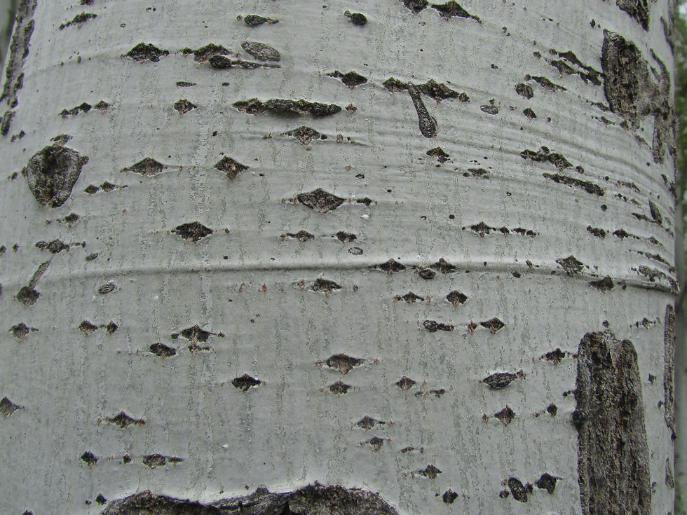 Populus x canescens