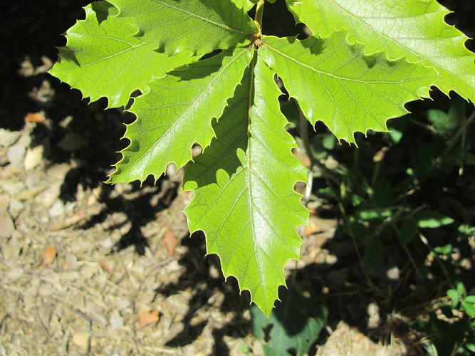 IMG_2203 (Populus tremuloides).jpg