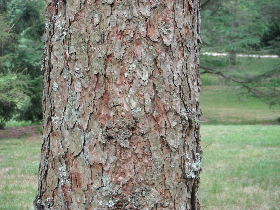 Larix sibirica