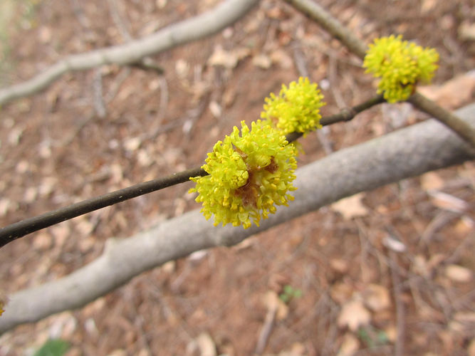 IMG_2203 (Populus tremuloides).jpg